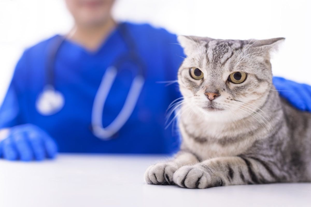 Veterinarian examining cute cat in clinic